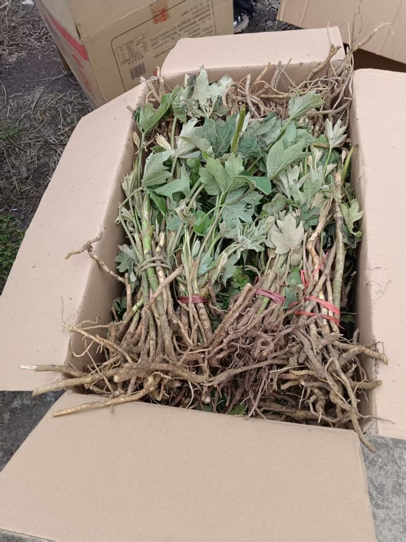 大通草苗