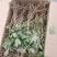 大通草苗