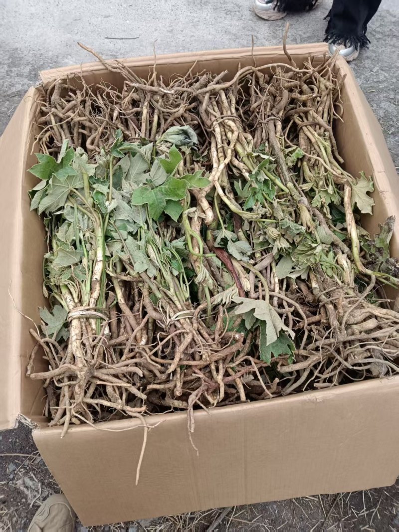 大通草苗