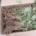 大通草苗