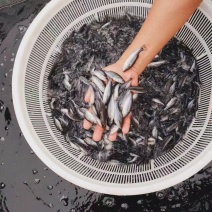 加州鲈鱼苗，优鲈三号