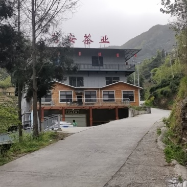 紫阳富硒茶