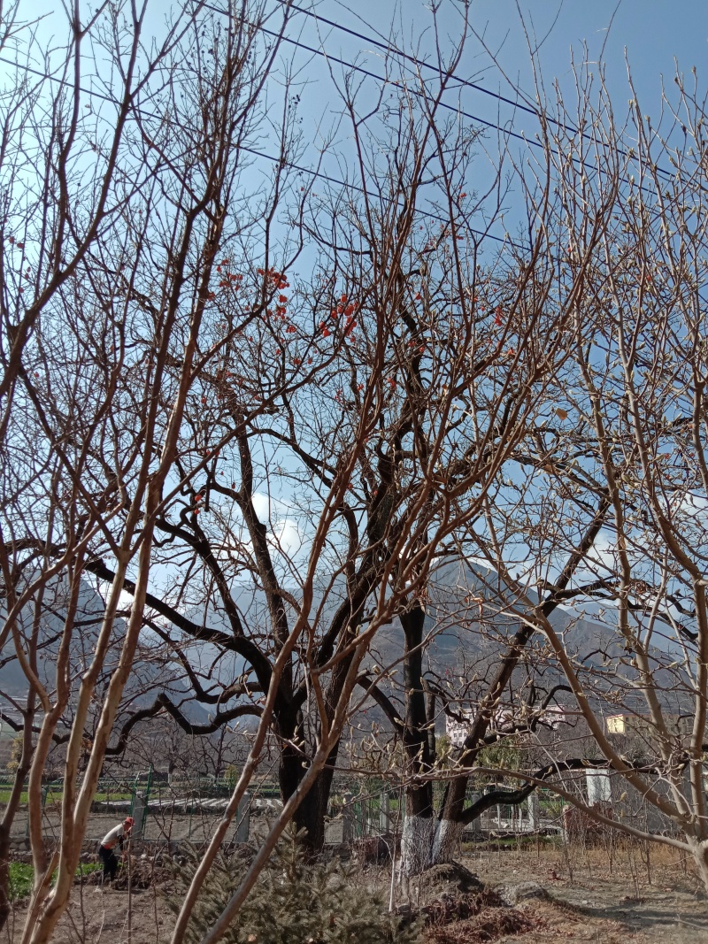 正宗山核桃