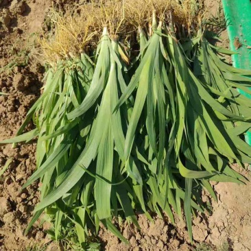 大量出售射干苗和知母苗，量大从优