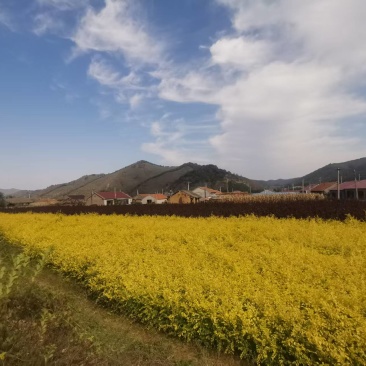金叶榆树苗地接大地苗