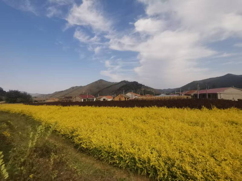 金叶榆树苗地接大地苗