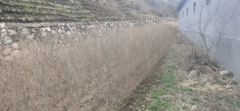 金叶榆树苗地接大地苗
