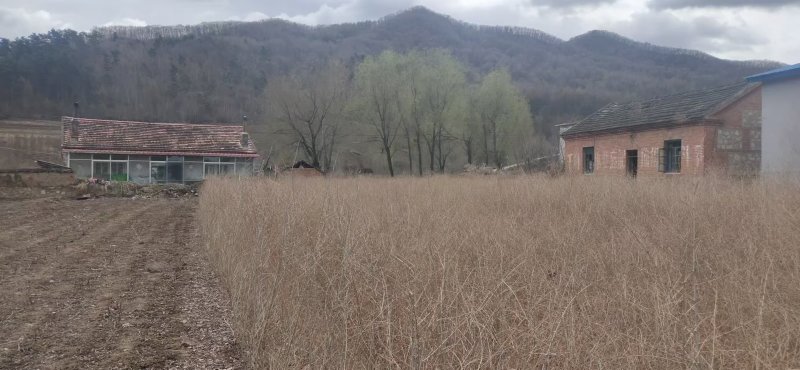 金叶榆树苗地接大地苗