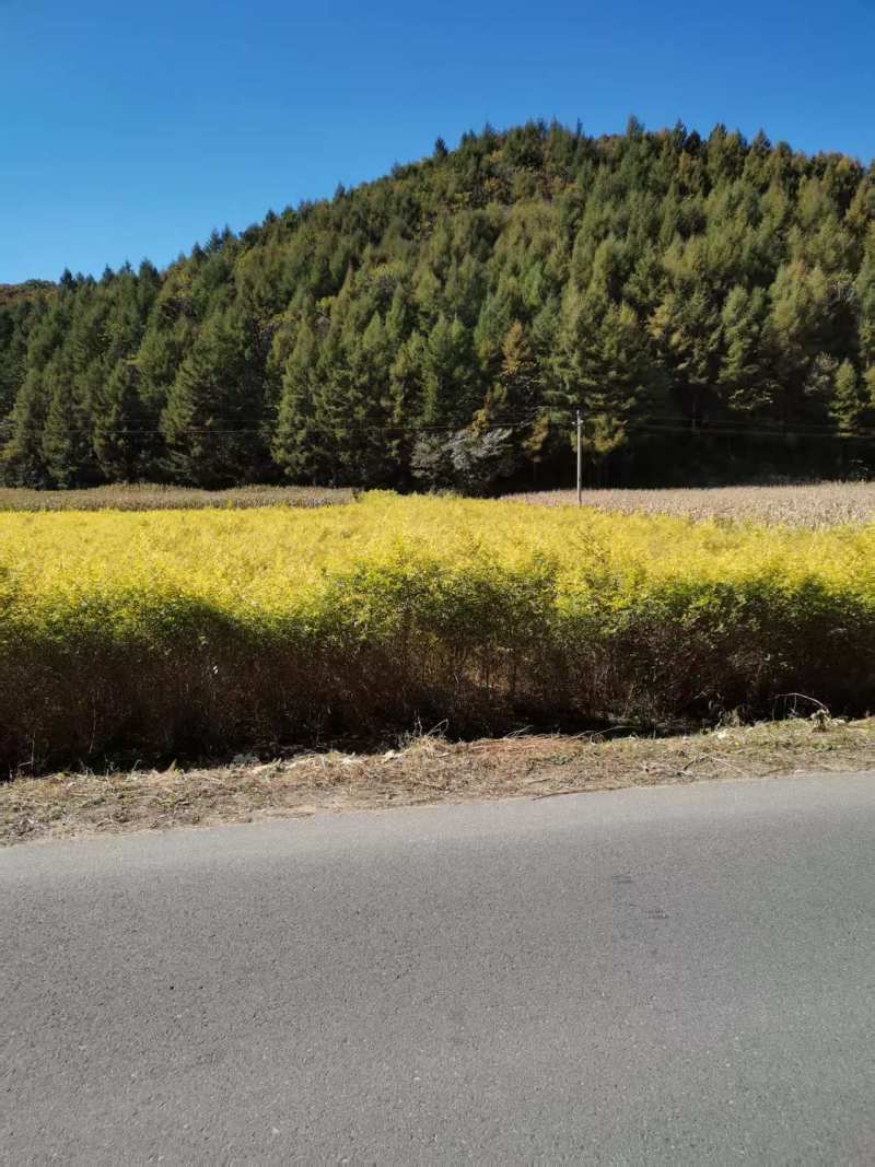 金叶榆树苗地接大地苗