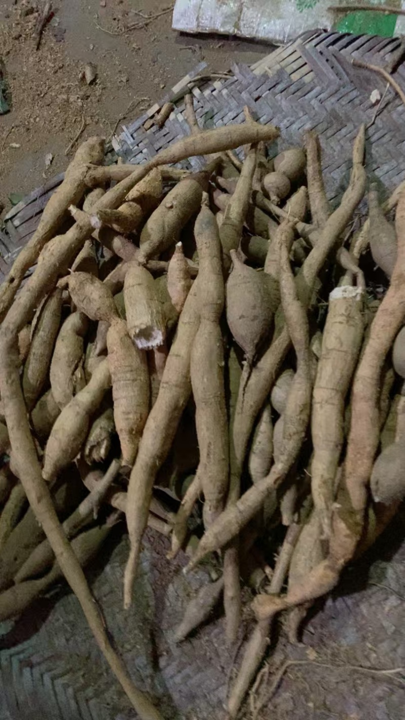 野生牛大力