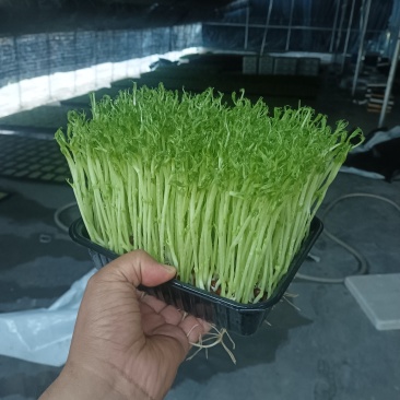 豌豆苗，花生芽，香椿苗，空心菜苗