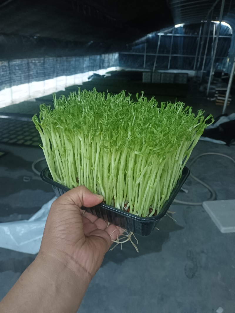 豌豆苗，花生芽，香椿苗，空心菜苗