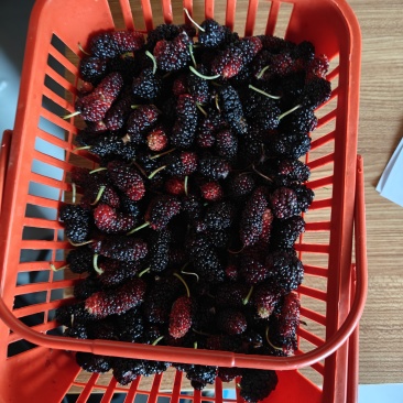 桑椹