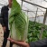 黄心大白菜，5.6.7