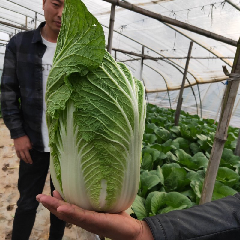 黄心大白菜，5.6.7