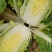 黄心大白菜，5.6.7