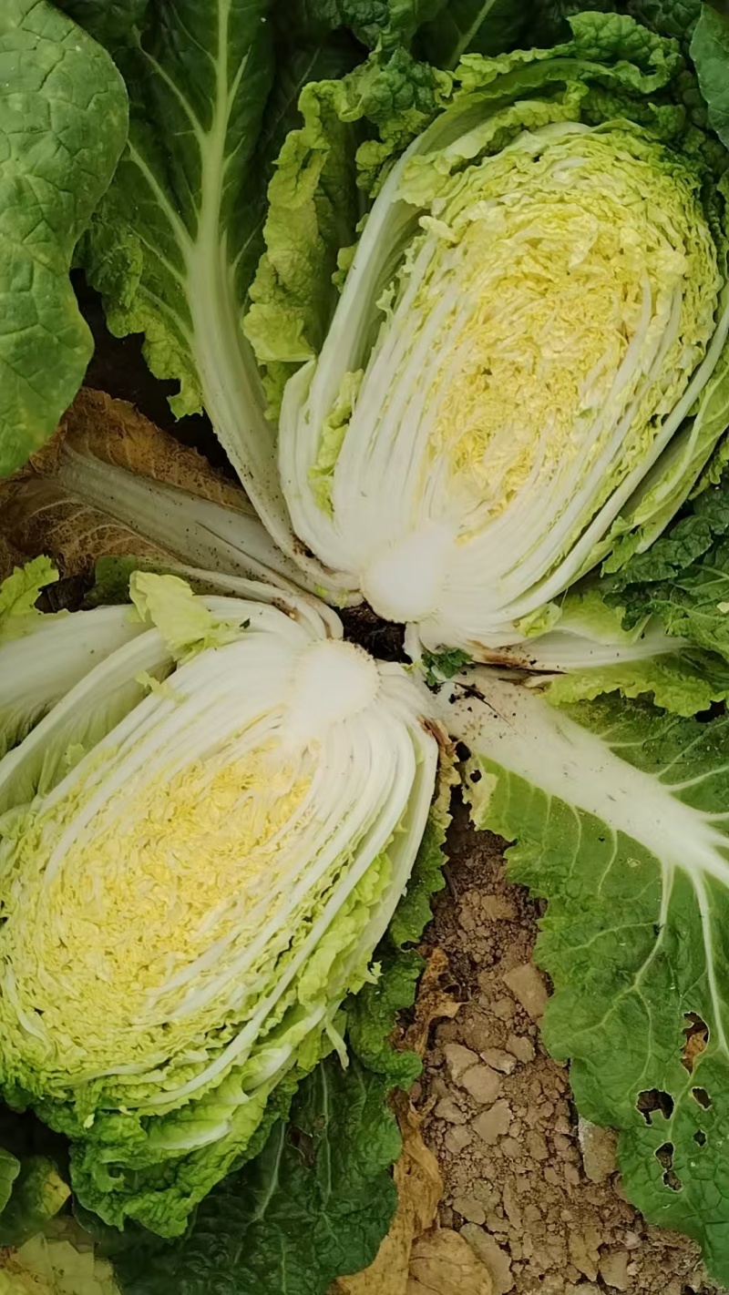 黄心大白菜，5.6.7