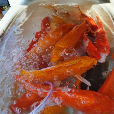 我要卖锦鲤