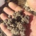 猫爪草
