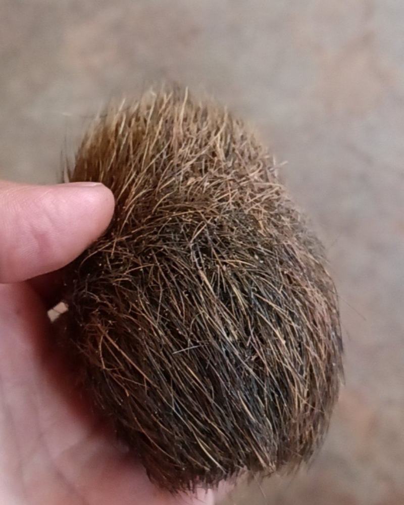 猪宝
