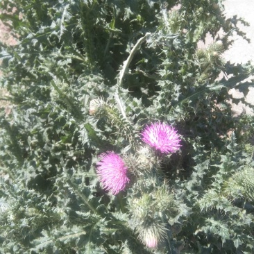 飞廉草药