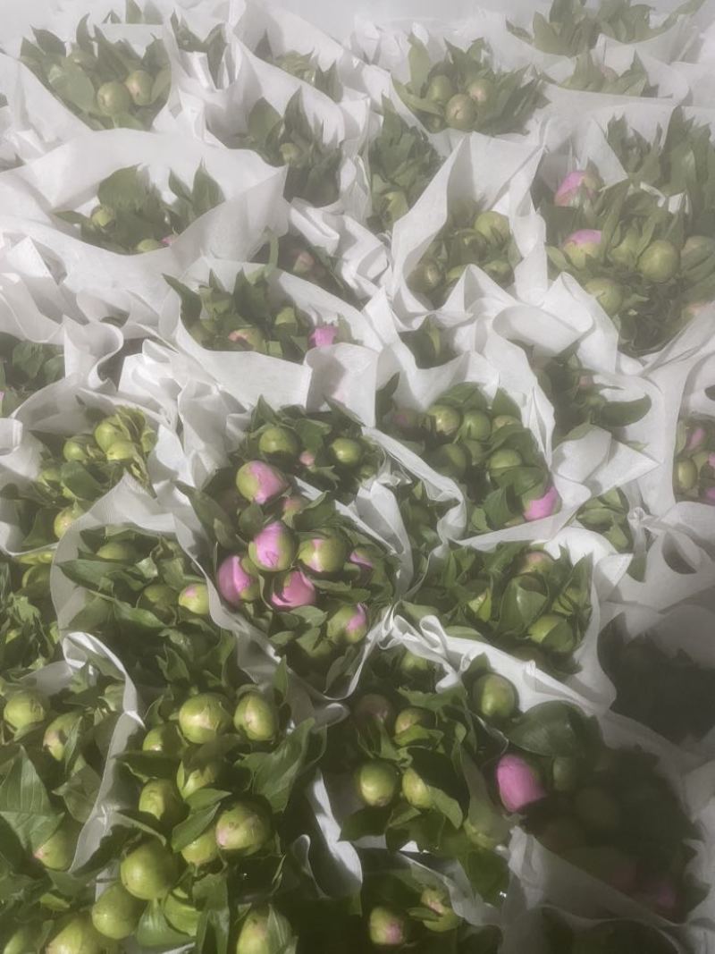 重庆芍药鲜切花