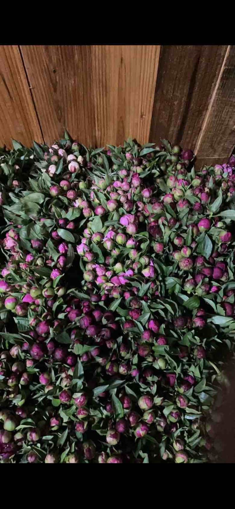 重庆芍药鲜切花