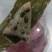端午节，粽子各种口味，规格