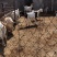 江苏小山羊