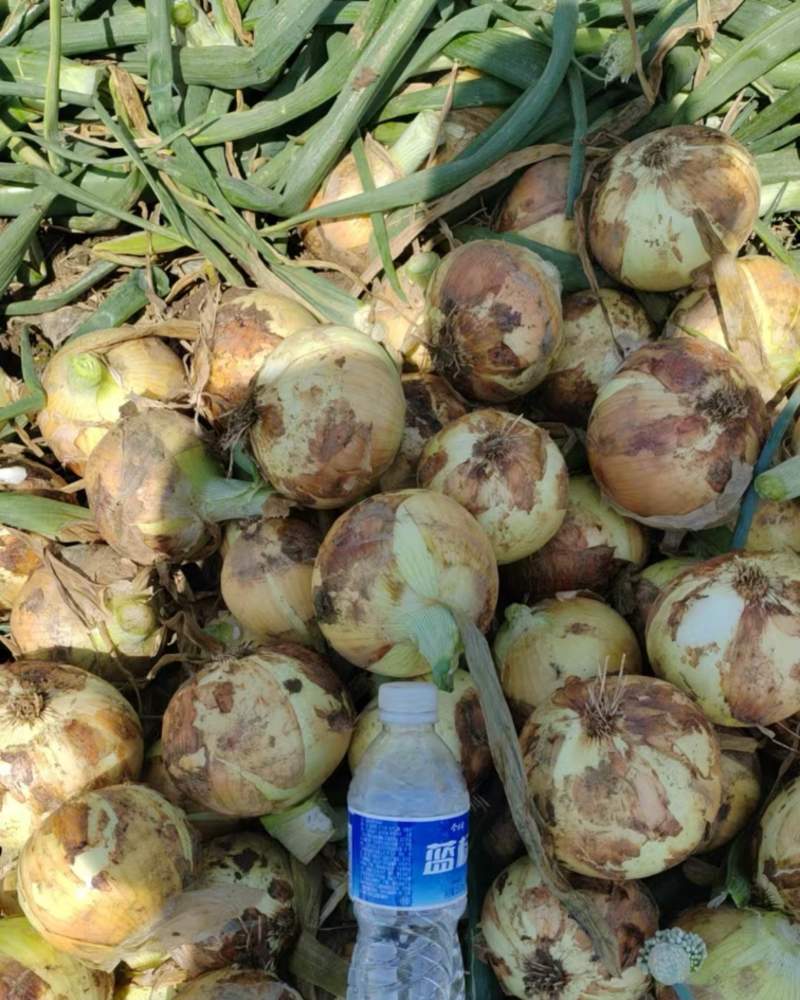 新野红黄洋葱大量上市，价格随行就市，以质定价！需要的联系