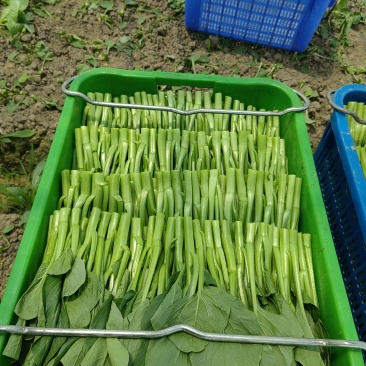 精品广东菜心，小青菜，介兰，寻长期合作伙伴