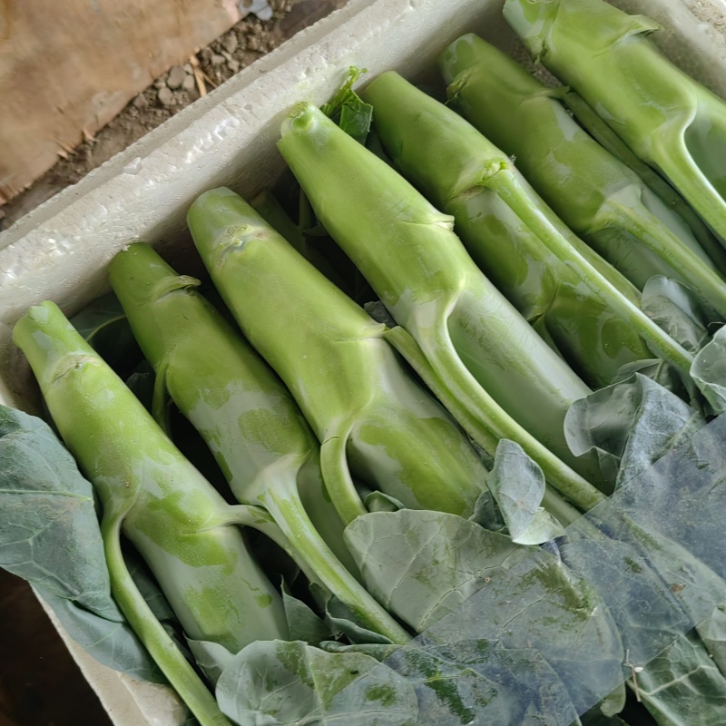 精品广东菜心，小青菜，介兰，寻长期合作伙伴