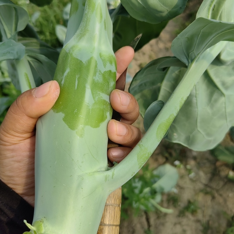 精品广东菜心，小青菜，介兰，寻长期合作伙伴