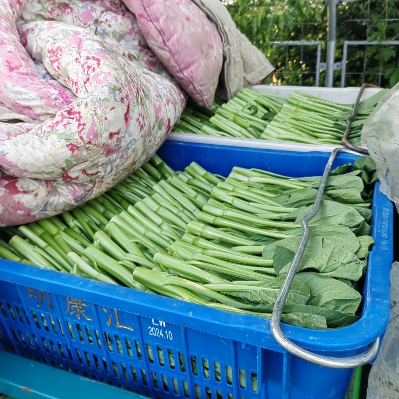 精品广东菜心，小青菜，介兰，寻长期合作伙伴