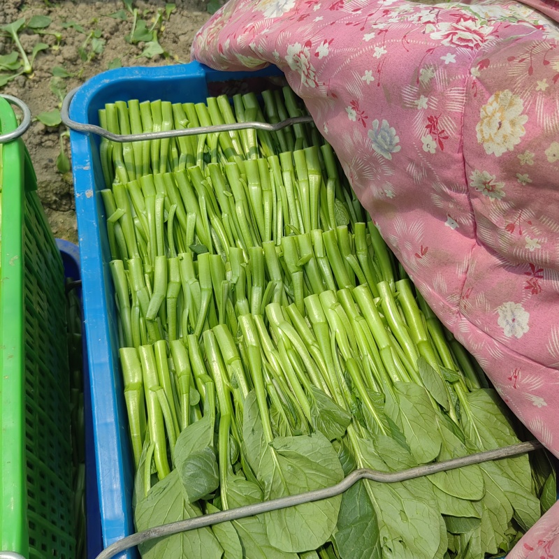 精品广东菜心，小青菜，介兰，寻长期合作伙伴