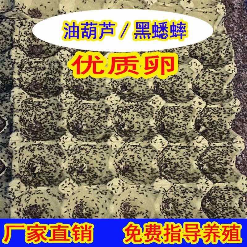 蟋蟀虫卵，出苗率高，密度高，保证质量，免费提供技术指导