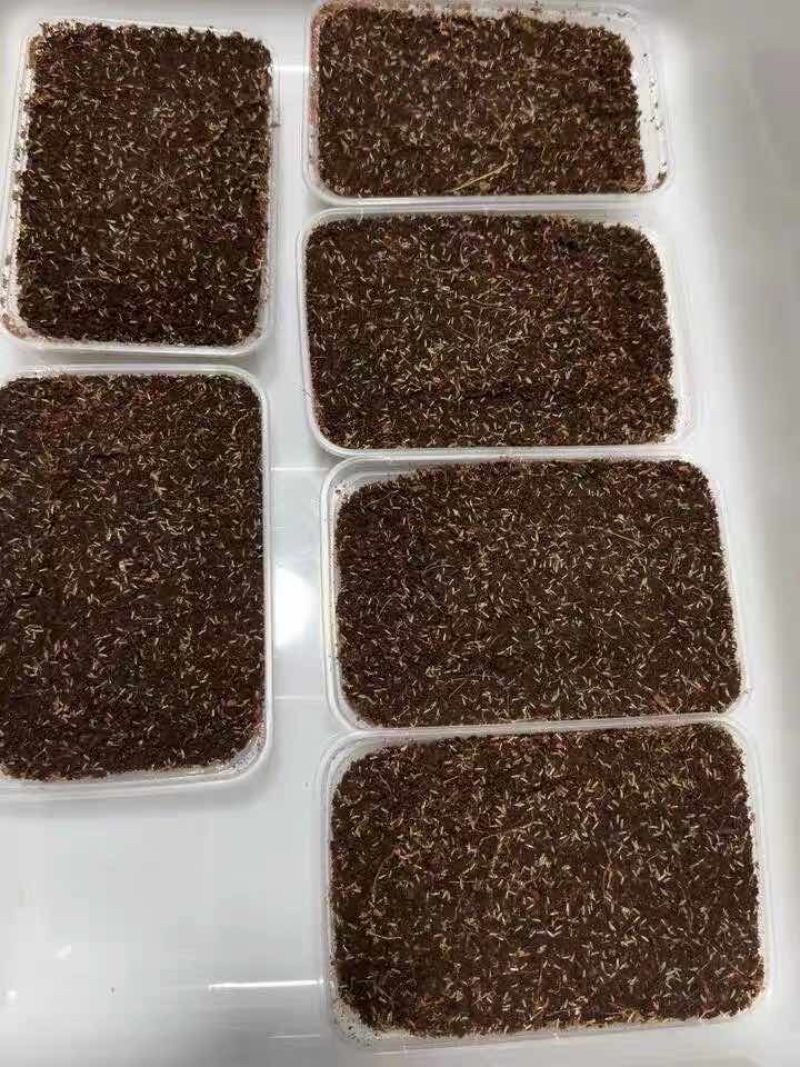 蟋蟀虫卵，出苗率高，密度高，保证质量，免费提供技术指导