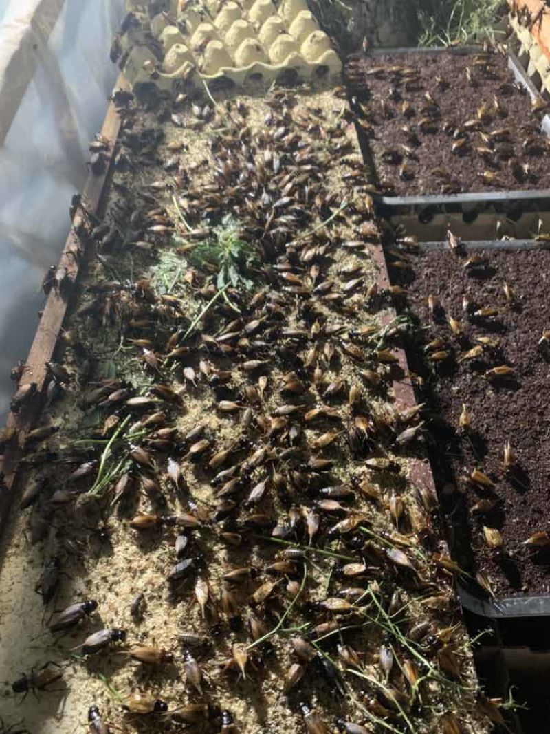 蟋蟀虫卵，出苗率高，密度高，保证质量，免费提供技术指导