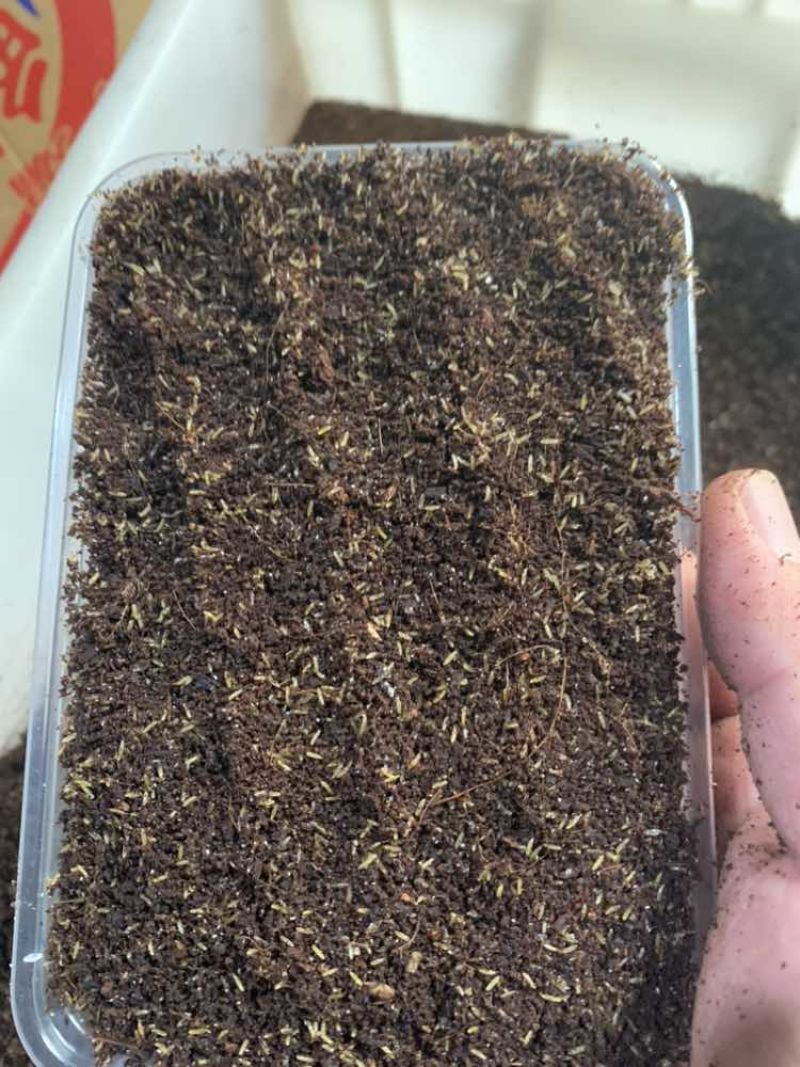 蟋蟀虫卵，出苗率高，密度高，保证质量，免费提供技术指导