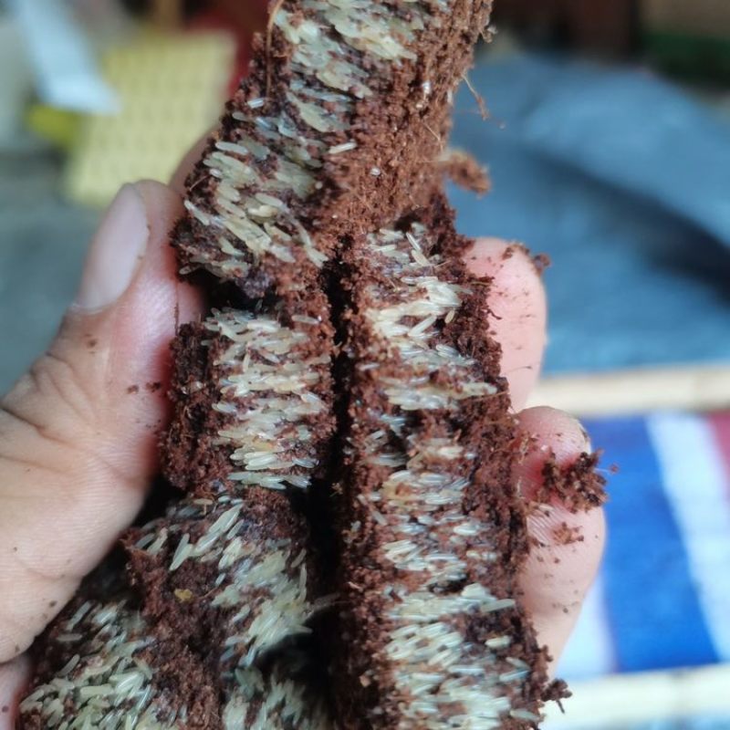 蟋蟀虫卵，出苗率高，密度高，保证质量，免费提供技术指导