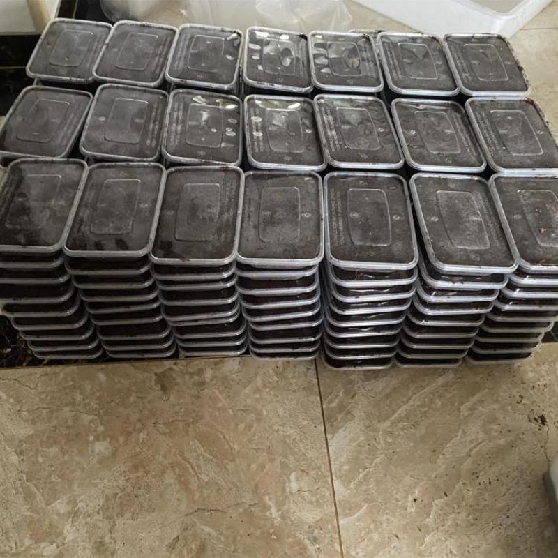 蟋蟀虫卵，出苗率高，密度高，保证质量，免费提供技术指导