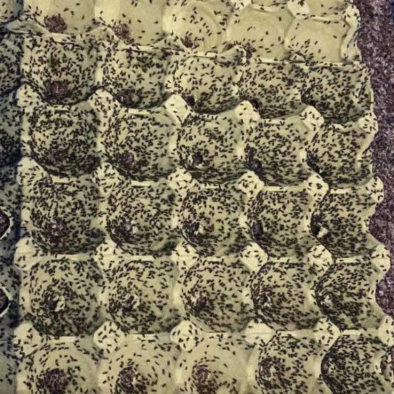 蟋蟀虫卵，出苗率高，密度高，保证质量，免费提供技术指导