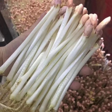 花生芽菜