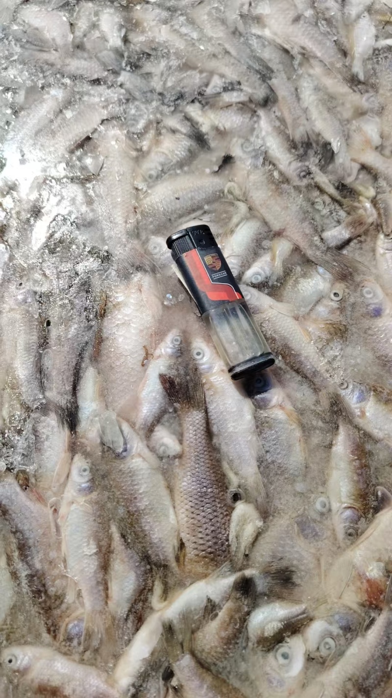 冻板饲料鱼淡水鲫鱼，大量现货速发，产品保质保量欢迎选购