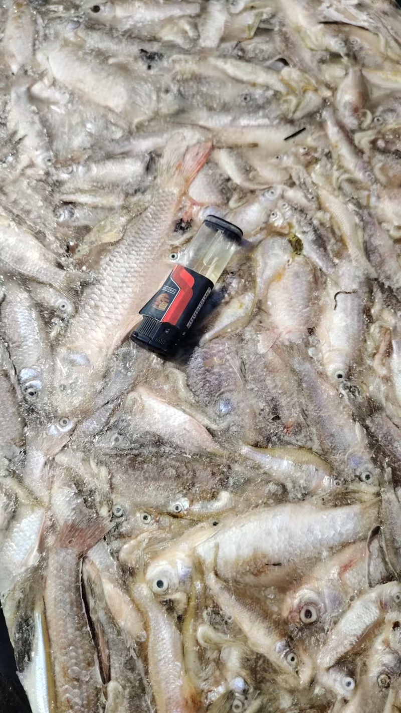 冻板饲料鱼淡水鲫鱼，大量现货速发，产品保质保量欢迎选购