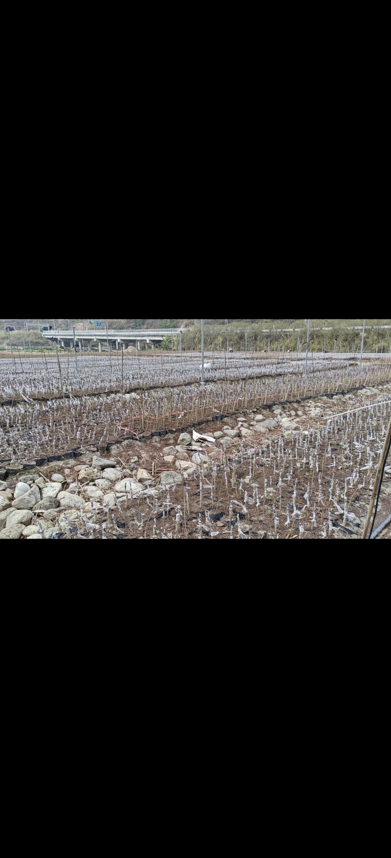 云南高原野生橄榄嫁接苗，糯橄榄嫁接苗