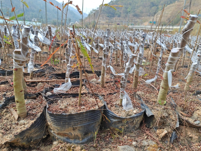 云南高原野生橄榄嫁接苗，糯橄榄嫁接苗