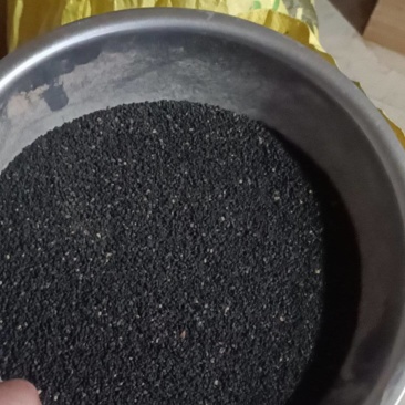 精品黄芩种子出售