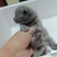 家里的蓝猫和蓝白生宝宝了，有喜欢的老板细聊