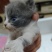 家里的蓝猫和蓝白生宝宝了，有喜欢的老板细聊